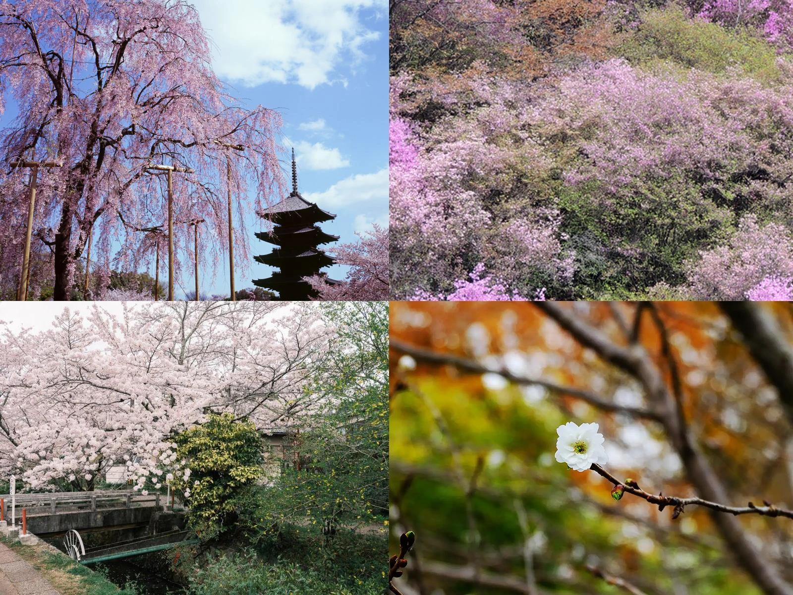 京都・大阪旅行封面